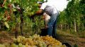 CALDO: COLDIRETTI, VENDEMMIA AL VIA CON 10 GIORNI DI ANTICIPO TRA CLIMA E RINCARI