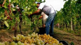 CALDO: COLDIRETTI, VENDEMMIA AL VIA CON 10 GIORNI DI ANTICIPO TRA CLIMA E RINCARI