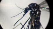 Dengue, in focolai in Italia prevale trasmissione a breve distanza: entro 400 metri