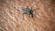 L’Oms lancia l’allarme, il virus West Nile cresce in Europa: 21 casi in Italia