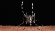 Da zecche a zanzare rischio virus in vacanza, Bassetti: “Non solo in Paesi esotici”