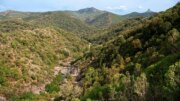 Boschi, natura e difesa fitosanitaria: in Sardegna 22,2 milioni per prevenire i danni e rafforzare gli equilibri naturali