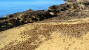 Posidonia, la Regione Sardegna scrive al Ministro dell’Ambiente: “I divieti ci sono, manca chi li fa rispettare”