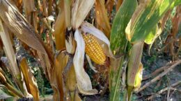 SICCITÀ’. COLDIRETTI, IN VENETO CRESCE IL RICORSO ALL’IRRIGAZIONE, SOTTO OSSERVAZIONE POMODORO, SOIA, BARBABIETOLA E FORAGGI. IN DIFFICOLTÀ ANCHE GLI ALLEVAMENTI