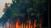 Incendi, WWF “Nel 2026 in Italia ettari bruciati in aumento del 133% rispetto a media ultimi 20 anni”