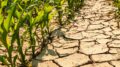 CALDO: COLDIRETTI, ALLARME SICCITA’ PER OLTRE IL 60% DEL TERRITORIO ITALIANO, ALLE STELLE I COSTI PER IRRIGARE