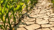 CALDO: COLDIRETTI, ALLARME SICCITA’ PER OLTRE IL 60% DEL TERRITORIO ITALIANO, ALLE STELLE I COSTI PER IRRIGARE