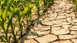 CALDO: COLDIRETTI, ALLARME SICCITA’ PER OLTRE IL 60% DEL TERRITORIO ITALIANO, ALLE STELLE I COSTI PER IRRIGARE