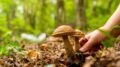 CALDO: COLDIRETTI/FEDERFORESTE. SOS ANCHE NEI BOSCHI, SICCITÀ FRENA LA STAGIONE DEI FUNGHI
