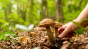 CALDO: COLDIRETTI/FEDERFORESTE. SOS ANCHE NEI BOSCHI, SICCITÀ FRENA LA STAGIONE DEI FUNGHI