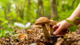 CALDO: COLDIRETTI/FEDERFORESTE. SOS ANCHE NEI BOSCHI, SICCITÀ FRENA LA STAGIONE DEI FUNGHI
