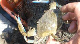 PESCA: COLDIRETTI, BENE RIFINANZIAMENTO FONDO SOLIDARIETA’, IMPRESE ITTICHE IN GINOCCHIO TRA CALDO ESTREMO E GRANCHIO BLU