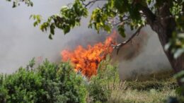 Incendi, da in inizio luglio in Emilia-Romagna andati in fumo quasi 220 ettari di territorio