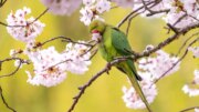 Gli agronomi di Roma “Nella capitale cresce la presenza di specie aliene invasive”