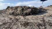 Parte in dieci Comuni della Sardegna la campagna “Non sono un’alga” per la tutela della posidonia