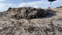 Parte in dieci Comuni della Sardegna la campagna “Non sono un’alga” per la tutela della posidonia