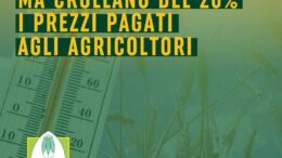 CALDO: COLDIRETTI, EMERGENZA ORTOFRUTTA, IL CLIMA FA CALARE LA PRODUZIONE MA CROLLANO DEL 20% I PREZZI PAGATI AGLI AGRICOLTORI