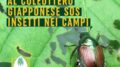 CALDO: COLDIRETTI, DAL RAGNETTO ROSSO AL COLEOTTERO GIAPPONESE SOS INSETTI NEI CAMPI