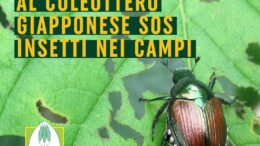 CALDO: COLDIRETTI, DAL RAGNETTO ROSSO AL COLEOTTERO GIAPPONESE SOS INSETTI NEI CAMPI