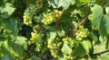 COLDIRETTI VENEZIA: NEL VENEZIANO LA VENDEMMIA PARTIRA’ INTORNO A FERRAGOSTO.  OTTIME LE ASPETTATIVE.