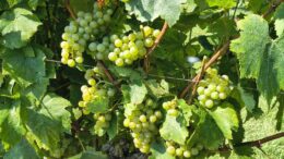 COLDIRETTI VENEZIA: NEL VENEZIANO LA VENDEMMIA PARTIRA’ INTORNO A FERRAGOSTO.  OTTIME LE ASPETTATIVE.