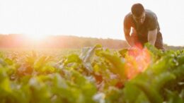 COLTIVAITALIA: BANCA DATI DEI CONTROLLI INNOVATIVI SULLE FILIERE E’ VITTORIA COLDIRETTI SUI TRAFFICANTI PER REDDITO AGRICOLTORI E SALUTE CITTADINI