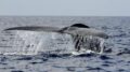 Balena di 200 anni in Groenlandia: “È nata prima della guerra civile americana”