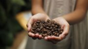 Caffè e cacao, impegno dell’Italia per delle filiere più sostenibili e inclusive
