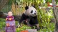 Compleanno per le gemelle panda allo zoo di Berlino, festa con torta ghiacciata di frutta
