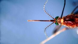 West Nile, infezioni in crescita: 312 casi confermati e 13 decessi da inizio anno