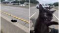 “C’è un gatto in autostrada”, l’operazione di salvataggio (riuscita) a New York