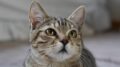 Il ritorno che nessuno immaginava: dopo 10 anni, il gatto Charlie riappare nel giorno del compleanno della sua padrona