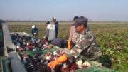 CDM: COLDIRETTI, VIA LIBERA A PIANO ALLOGGI MIGRANTI E’ PASSO IMPORTANTE CONTRO CAPORALATO