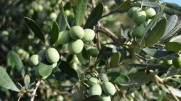 OLIO, COLDIRETTI/UNAPROL/FOA ITALIA: URGENTE BANDO INDIGENTI, MA TENERE LONTANI I TRAFFICANTI CON CONTROLLI INNOVATIVI