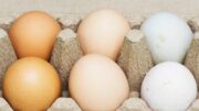 Uova bianche o marroni, quali sono migliori? Ecco cosa dice la scienza