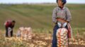 La Cina prevede un 2026 da record per il raccolto di cereali