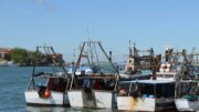 Delegazione del Parlamento Europeo in Alto Adriatico per valutare le sfide ambientali del delta del Po e le esigenze dei pescatori locali
