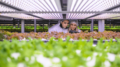 Ue, cresce il surplus nell’agrifood