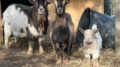 NUOVI CONTRIBUTI PER LE ATTREZZATURE PER L’INTERRAMENTO DEGLI EFFLUENTI ZOOTECNICI