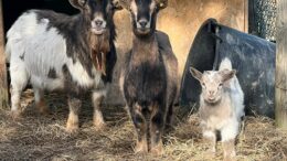 NUOVI CONTRIBUTI PER LE ATTREZZATURE PER L’INTERRAMENTO DEGLI EFFLUENTI ZOOTECNICI