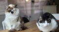 Da randagi a pattuglia anti-topi, famiglia di gatti diventa star in aeroporto cinese