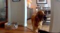 Il ladro entra in casa, il labrador fa festa e porta i giochi…