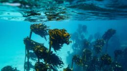 In Alaska un 15enne sopravvive due giorni in mare aggrappato a barca capovolta: morto il fratello