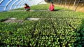 Due cinesi inserite nell’elenco delle “100 eroine” della FAO
