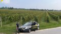 Vendemmia in nero, scoperti 25 braccianti irregolari nel trevigiano