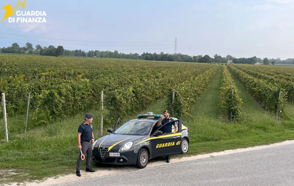 Vendemmia in nero, scoperti 25 braccianti irregolari nel trevigiano Vendemmia in nero, scoperti 25 braccianti irregolari nel trevigiano