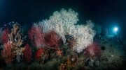 Golfo della Spezia, Enea mappa l’impatto delle attività umane sugli habitat marini
