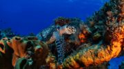 Mase, nascono otto nuovi siti “Natura 2000” in alto mare