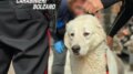 Animali maltrattati e tenuti in condizioni di degrado in Alto Adige, 46 esemplari salvati. Denunciata una 59enne