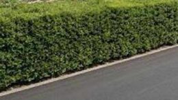 La siepe è verde e ben potata ma sporge, multa da 180 euro a ogni condomino della palazzina